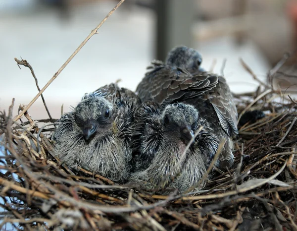 鳩鳩 — ストック写真