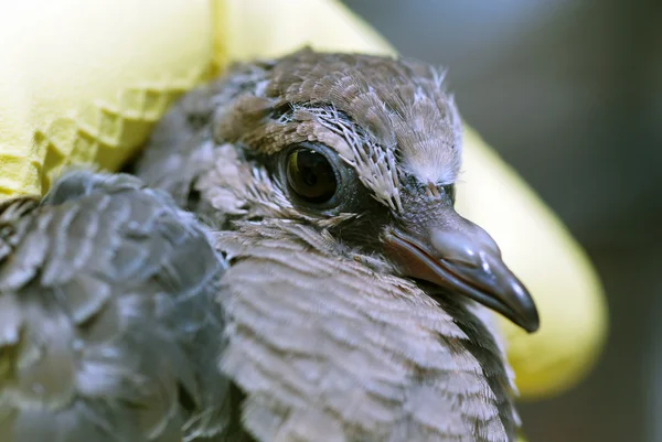 鳩鳩 — ストック写真