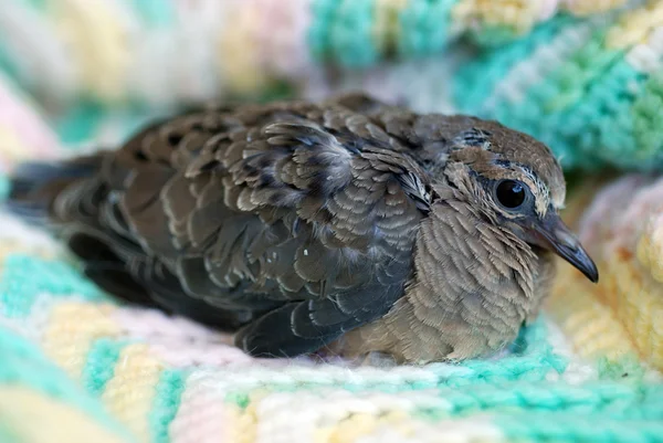 Pigeon Dove — Stock Photo, Image