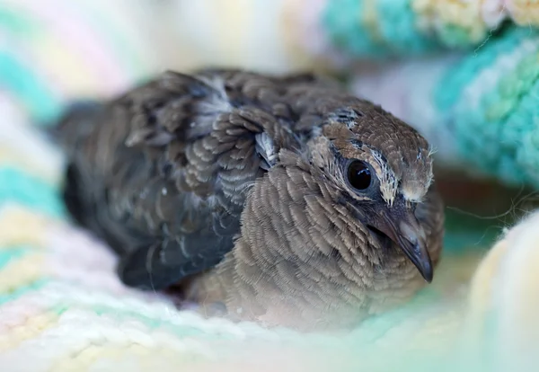 Pigeon Dove — Stock Photo, Image