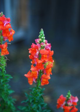 aslanağzı (snapdragon) çiçek.