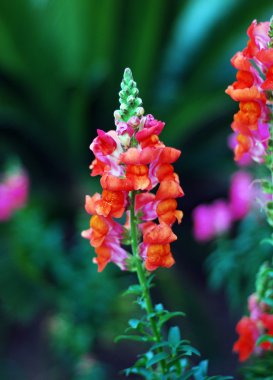 aslanağzı (snapdragon) çiçek.