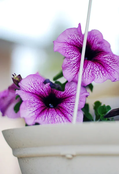 Petunia i ampel. — Stockfoto