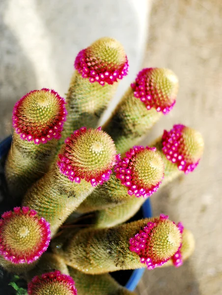 Kvetoucí kaktus. — Stock fotografie