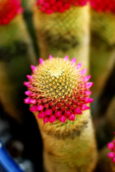 Bloeiende cactus. — Stockfoto