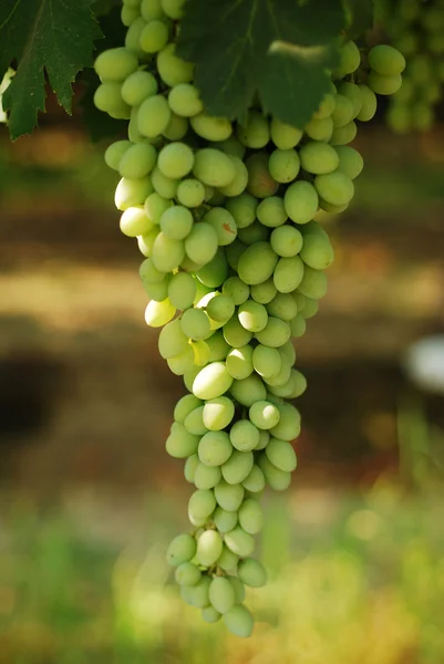 Uvas de vinificación . —  Fotos de Stock