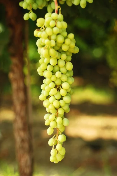 Wino z winogron. — Zdjęcie stockowe