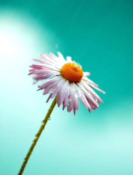 Flor de margarita . —  Fotos de Stock