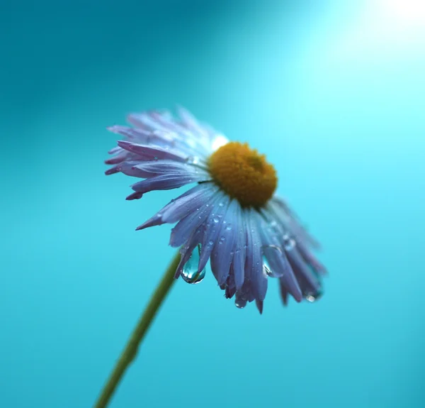 Flor de margarita . —  Fotos de Stock