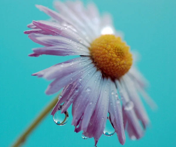 Daisy flower. — Stock Photo, Image