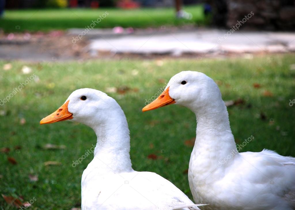 Two ducks.