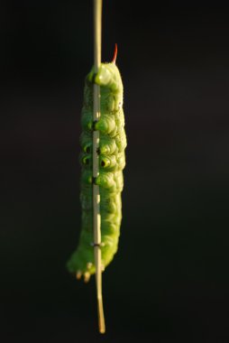 domates boynuz tırtıl.