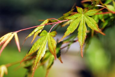 akçaağaç yaprakları.
