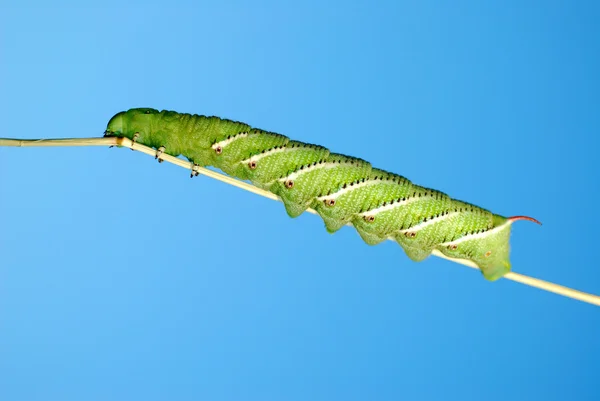 Tomato horn caterpillar. — Stock Photo, Image