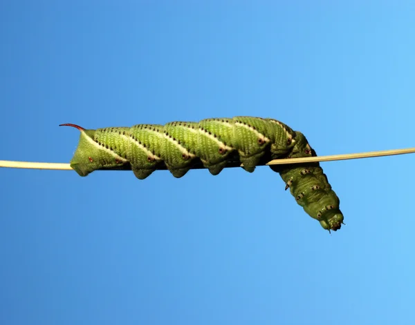 Tomato horn caterpillar. — Stock Photo, Image