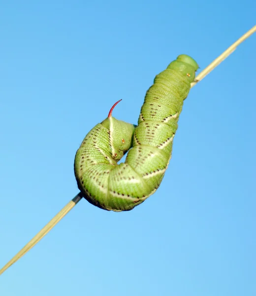 Tomato horn caterpillar. — Stock Photo, Image