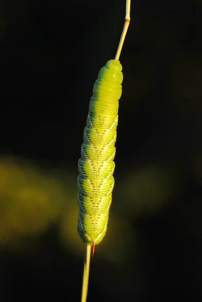 Tomato horn caterpillar. — Stock Photo, Image