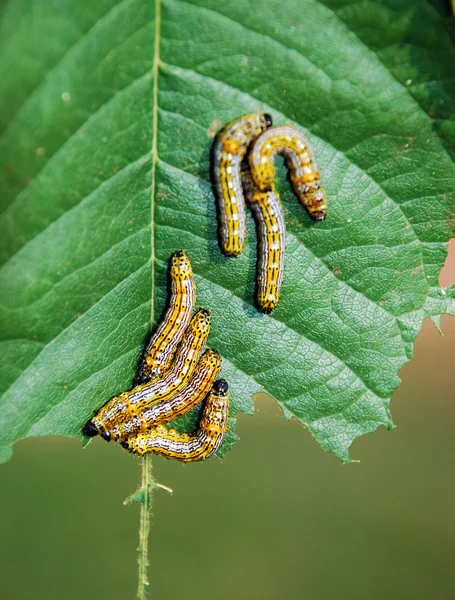 Caterpillars — Stock fotografie