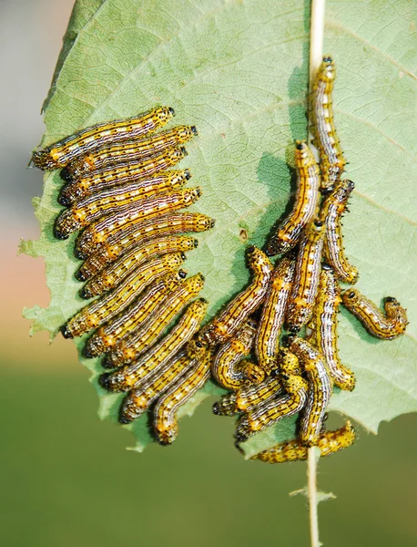 Caterpillars — Stock fotografie