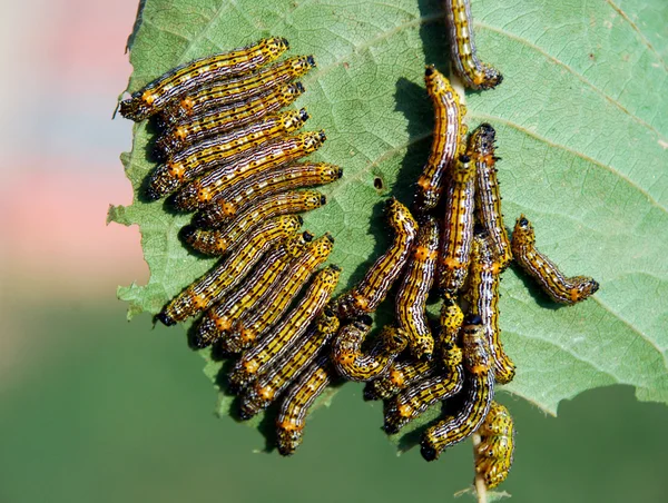 Caterpillars — Stock fotografie