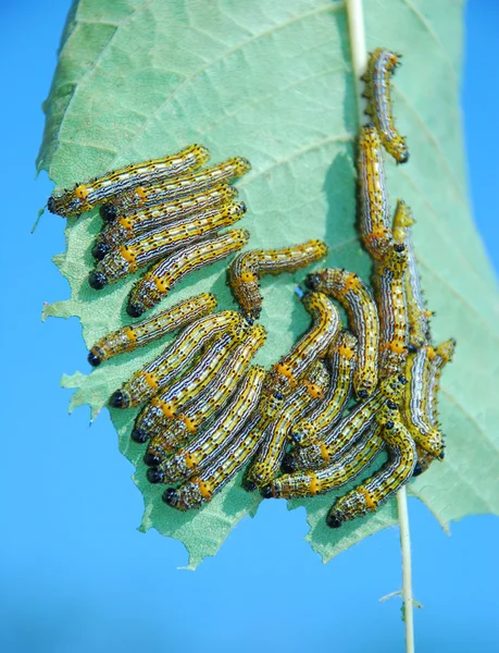 Caterpillars — Stock fotografie