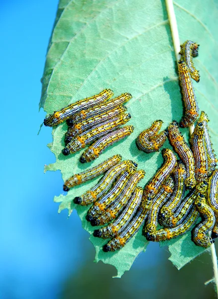 Caterpillars — Stock fotografie