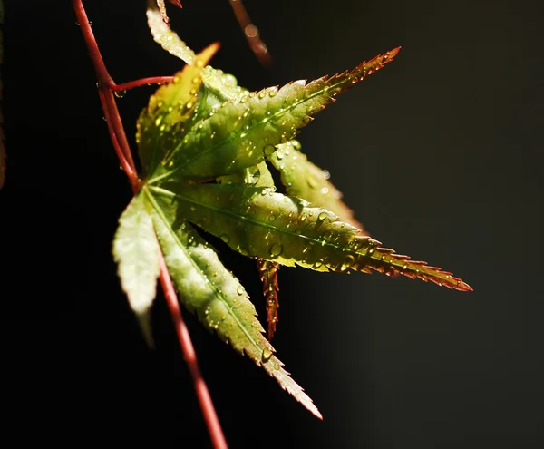 Folhas de bordo . — Fotografia de Stock