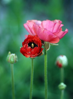 Kırmızı haşhaş.