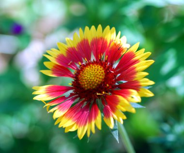 Gaillardia aristata