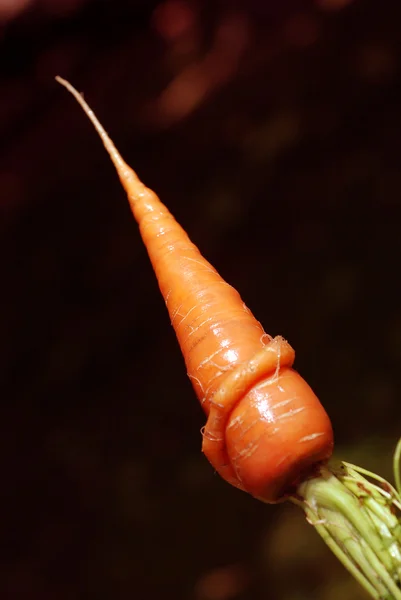 Carrots. — Stock Photo, Image