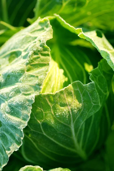 Kohl. — Stockfoto