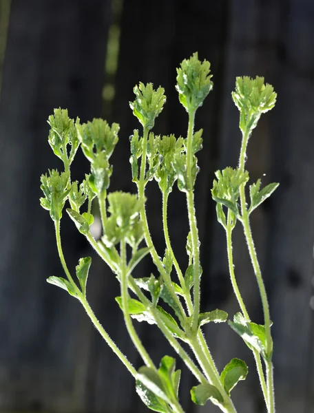 Stevia roślina — Zdjęcie stockowe