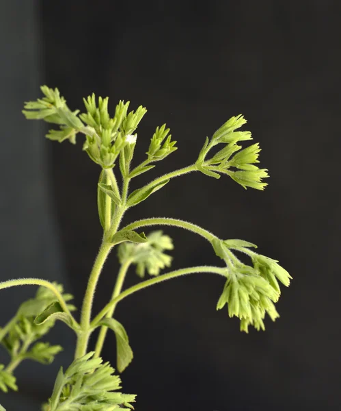 ステビア植物 — ストック写真