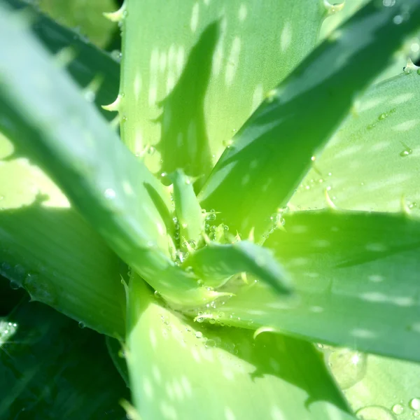 Aloe vera. — Photo