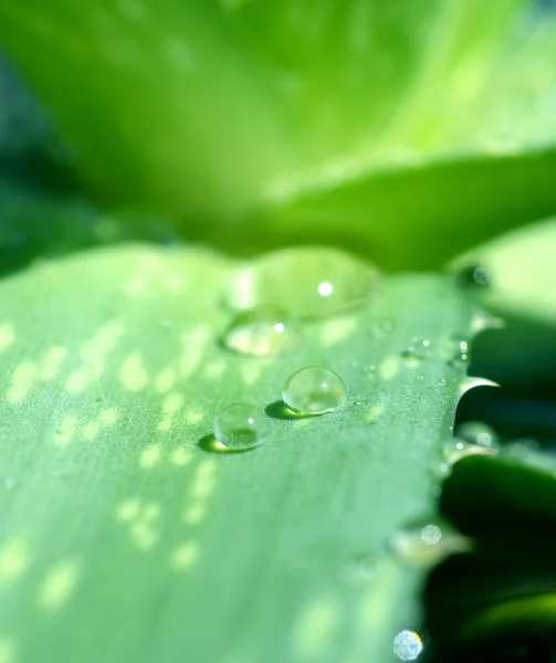 Aloe vera. — Photo