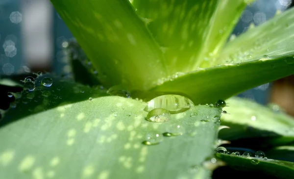 Aloe vera. — Photo