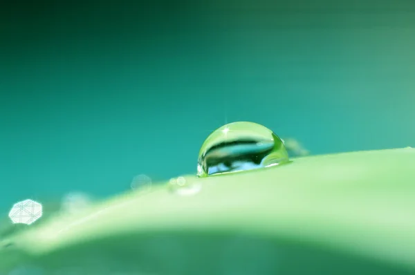 Aloe vera. — Fotografia de Stock