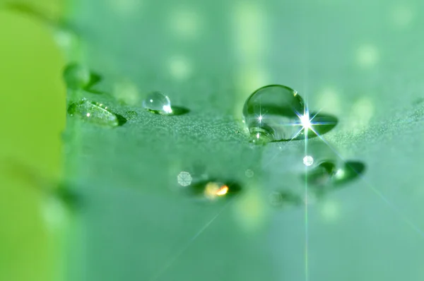 Aloe vera. — Fotografia de Stock