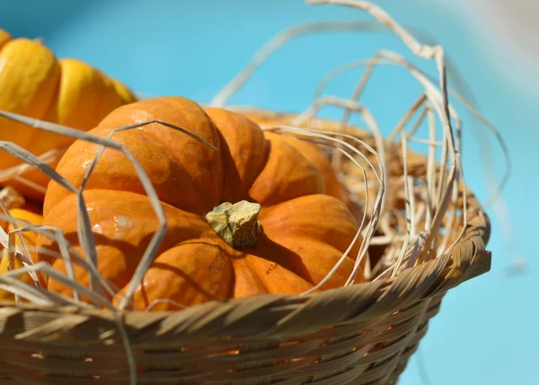 Calabaza. —  Fotos de Stock