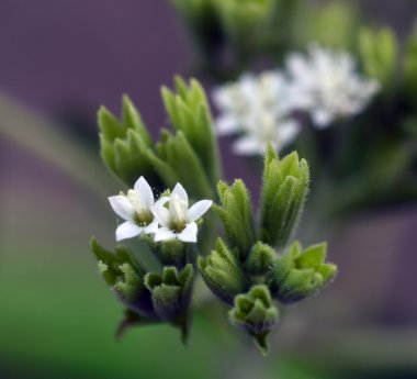 Stevia bitki