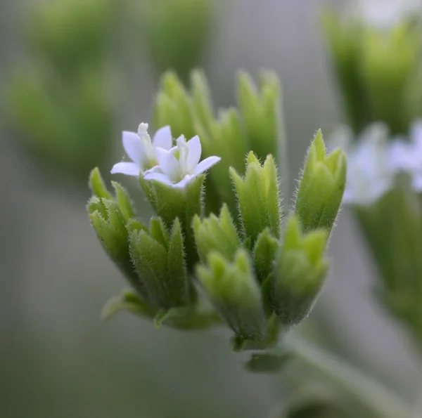 Stevia bitki — Stok fotoğraf