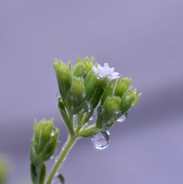 Stevia növény — Stock Fotó