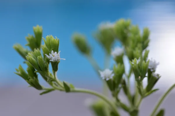 Stevia roślina — Zdjęcie stockowe