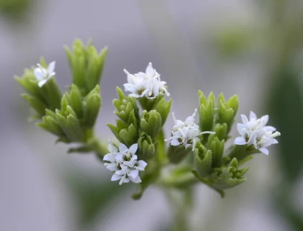 Stevia roślina — Zdjęcie stockowe