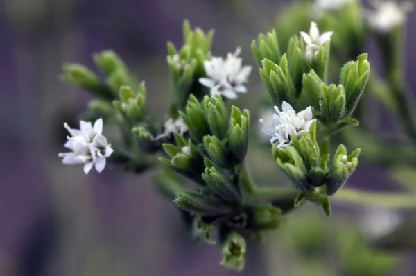 Stevia-Pflanze — Stockfoto