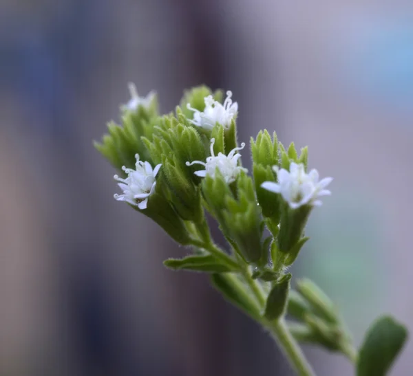 Stevia roślina — Zdjęcie stockowe