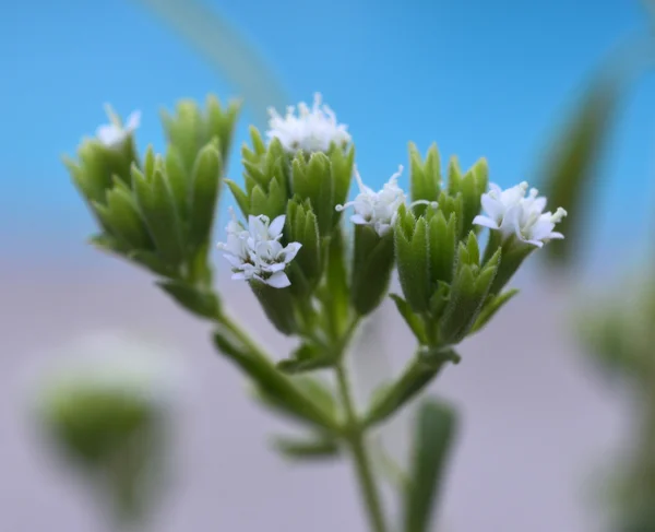 Stevia plant — Stockfoto