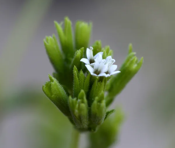 Stevia roślina — Zdjęcie stockowe