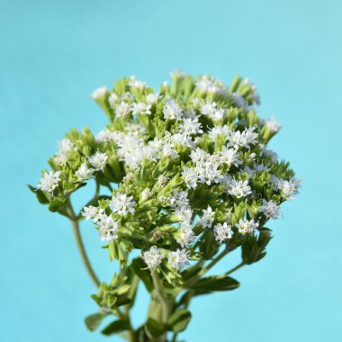 Stevia bitki
