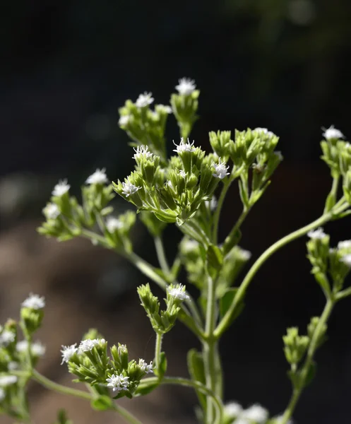 Stevia roślina — Zdjęcie stockowe